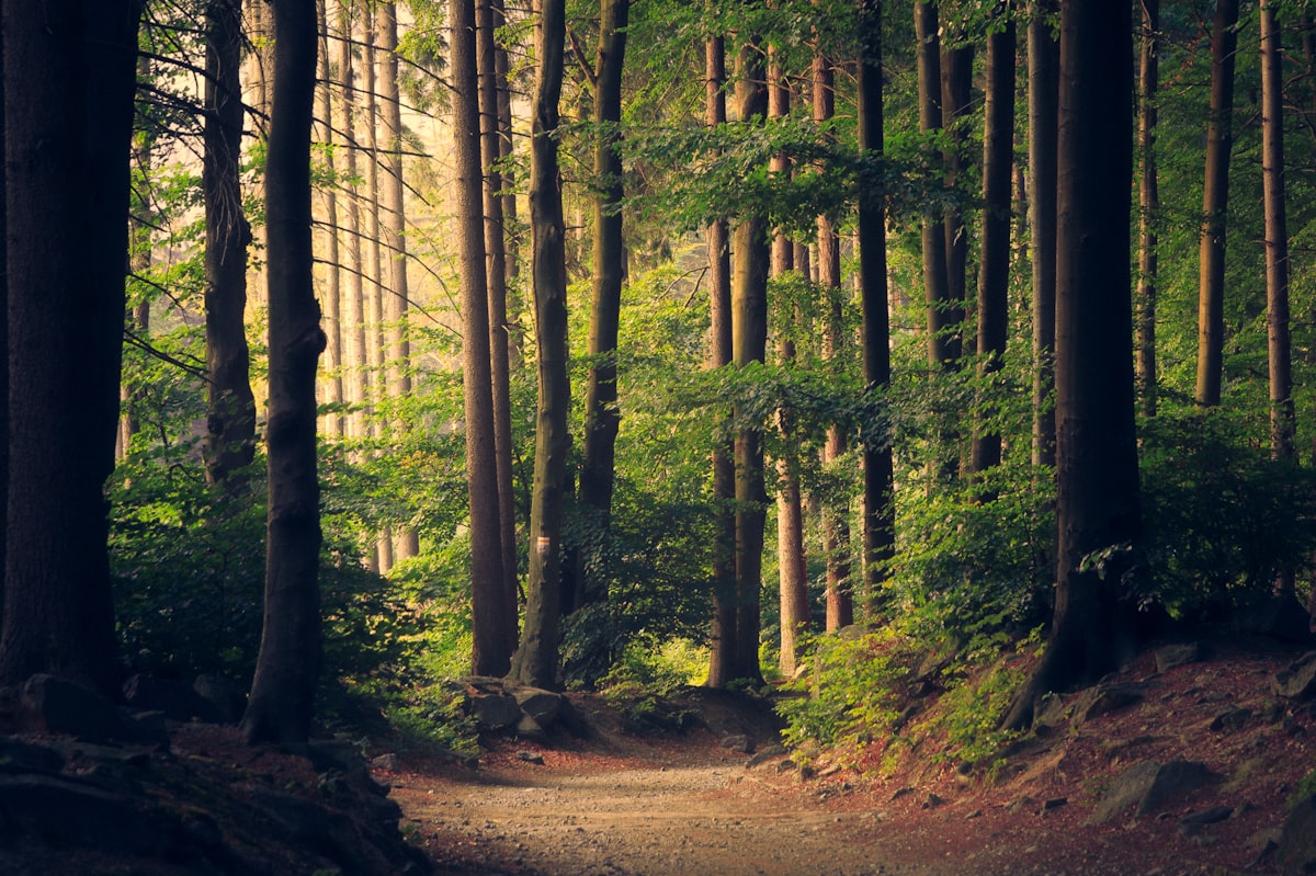 Restored forest landscape